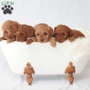 Macy, Toy Poodle Puppy